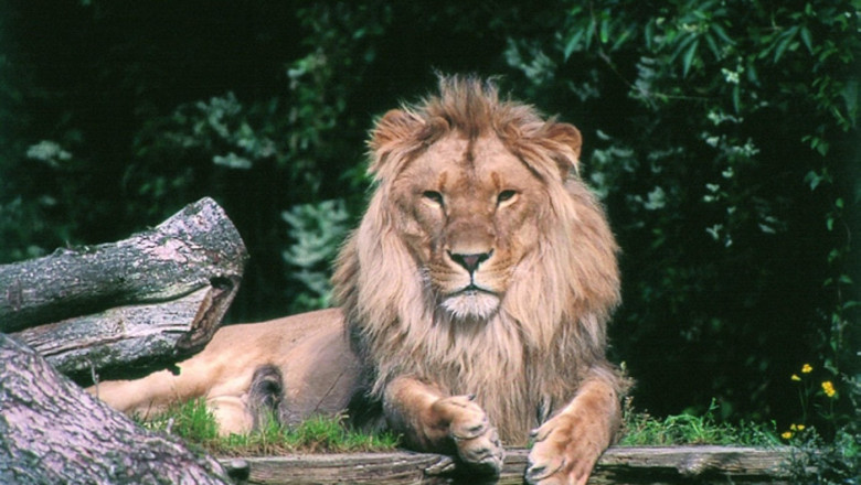 O gradina zoologica din Danemarca face apel catre oameni sa-i doneze animalele de companie, pentru a-si hrani pradatorii cu ele Imagine