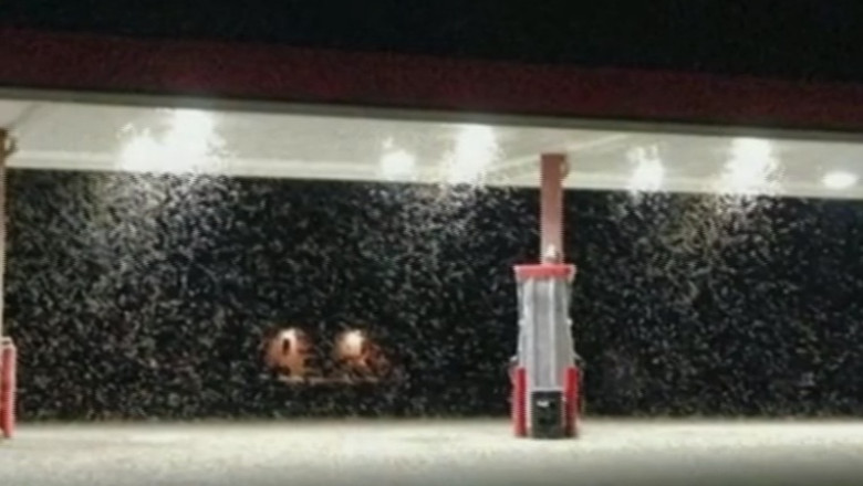 O invazie de efemeride le-a dat batai de cap meteorologilor Imagine