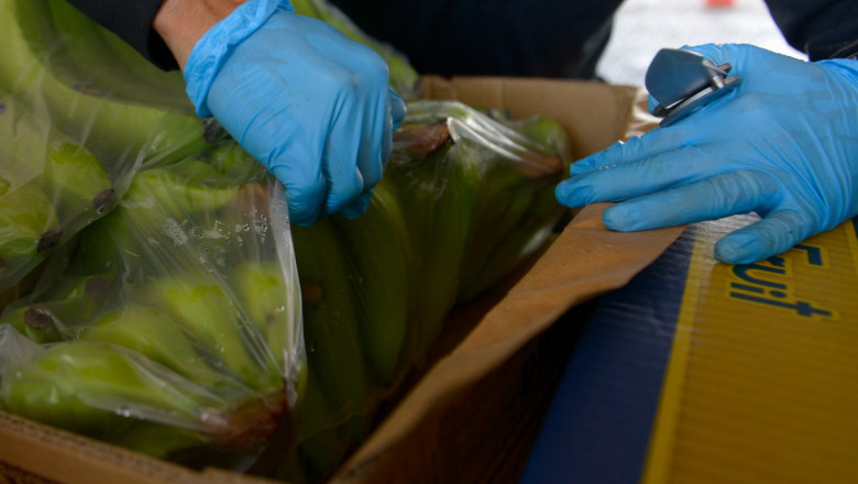 O jumatate de tona de cocaina ascunsa in cutii cu banane, descoperita de angajatii unor supermarketuri din Cehia Imagine