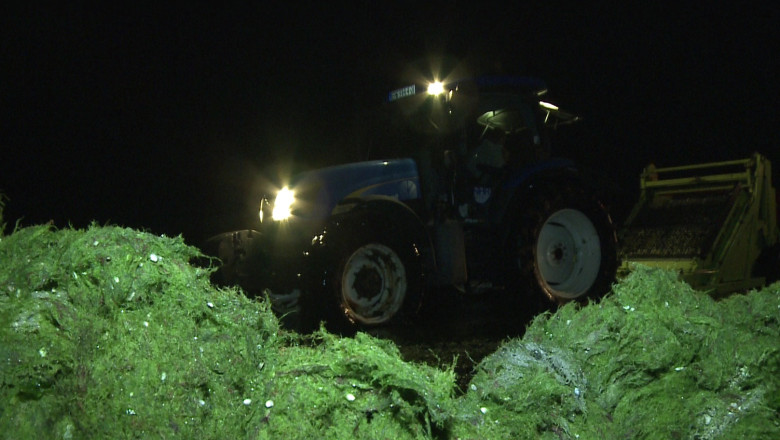 O mare de alge. 500 de tone de plante marine au fost adunate de pe plaje Imagine