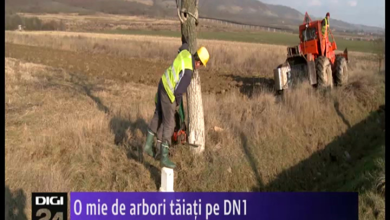 O mie de arbori taiati pe DN1 Oradea - Cluj-Napoca Imagine