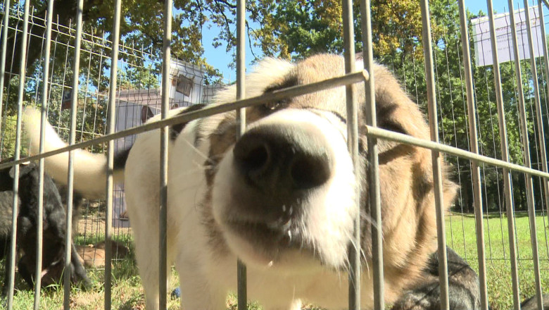 O noua abordare a adoptiilor canine, la Timisoara: incercarea cu... fotomodele Imagine
