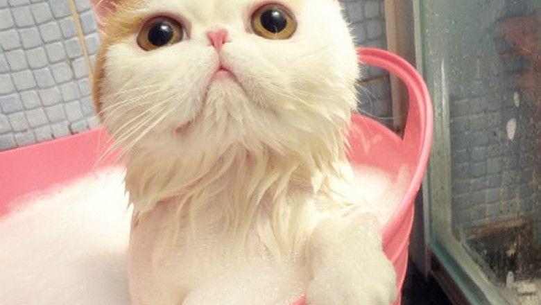 O noua felina a devenit vedeta pe Internet. Snoopy are sute de mii de prieteni pe platforma Weibo Imagine