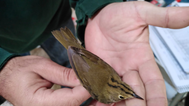 O pasare americana extrem de rara in Europa a fost observata pentru prima data in Romania Imagine