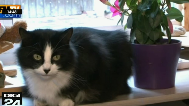 O pisica din Franta a ajuns vedeta nationala Imagine