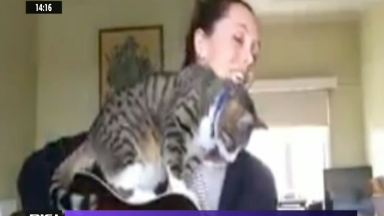 O pisica indragostita de chitara Imagine