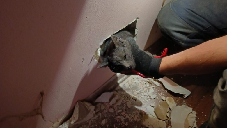 O pisica ramasa captiva in peretele unei case din Dej a fost salvata de pompieri Imagine