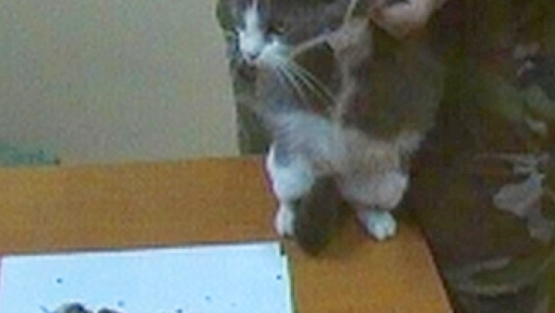 O pisica, vinovata pentru transport de marijuana intr-un penitenciar din Chisinau. Carausul purta narcoticele in zgarda Imagine