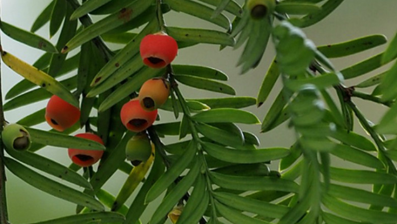 O planta foarte rara, folosita in tratamentul cancerului, a fost descoperita intr-o provincie din estul Chinei Imagine