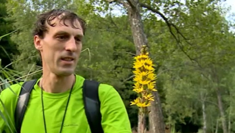 O planta rara, pe cale de disparitie din cauza defrisarilor de la Cluj Imagine