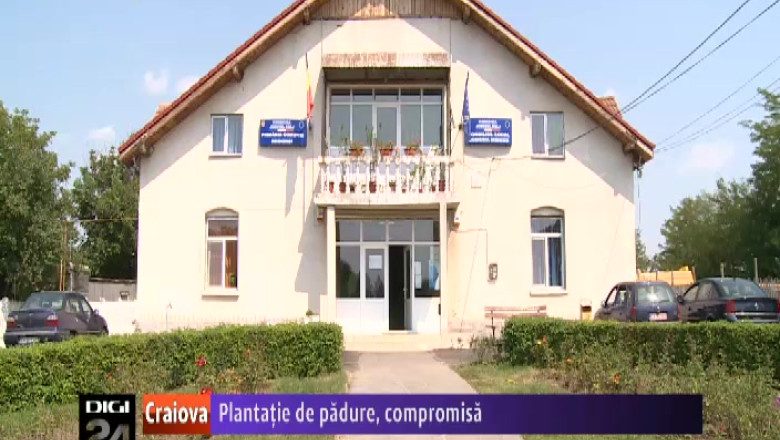 O plantatie de padure din Dolj, compromisa. Nimeni nu se mai ocupa de arbusti Imagine