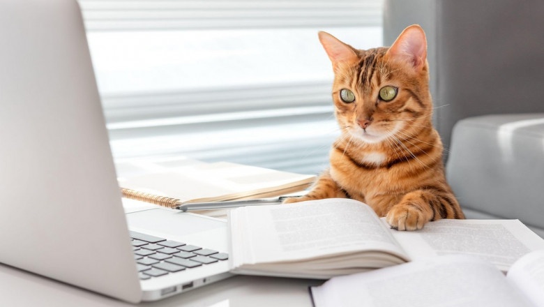 O profesoara din China a castigat 6.000 de dolari dupa ce a fost concediata din cauza pisicii Imagine