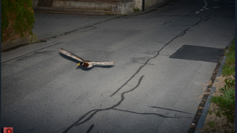 O rata a fost surprinsa de radarul politiei elvetiene in timp ce depasea viteza legala intr-o localitate. „E deja la a doua recidiva” Imagine