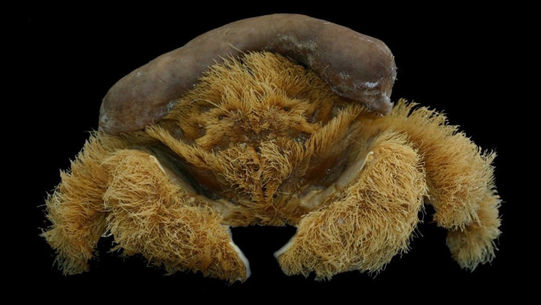 O specie de crab „pufos” care poarta bureti de mare drept palarie a fost descoperita in apele Australiei Imagine