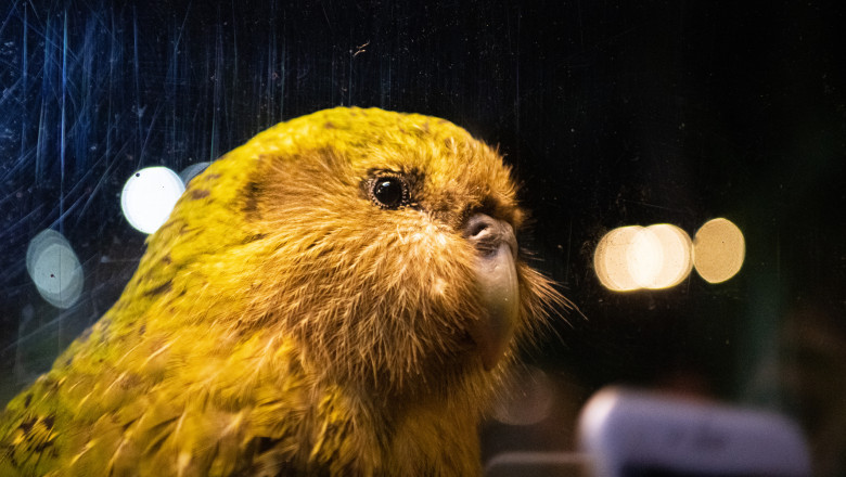 O specie de papagali pe cale de disparitie a fost salvata cu ajutorul inseminarii artificiale Imagine