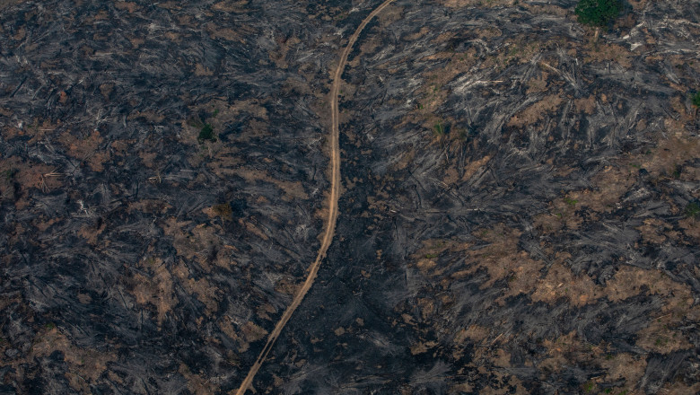 O suprafata de cinci ori cat Romania din padurea amazoniana a fost defrisata in ultimii 40 de ani. Avertismentul specialistilor Imagine