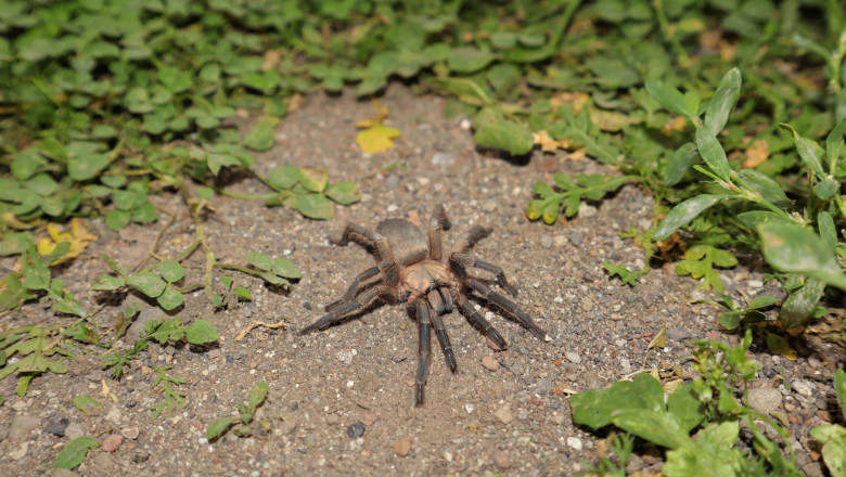 O tarantula a provocat un accident grav in California. Un motociclist a fost transportat de urgenta la spital Imagine