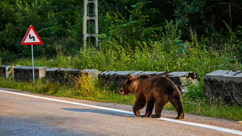 O turista a fost atacata de un urs in apropiere de barajul Vidraru. A fost emis mesaj RO-Alert Imagine