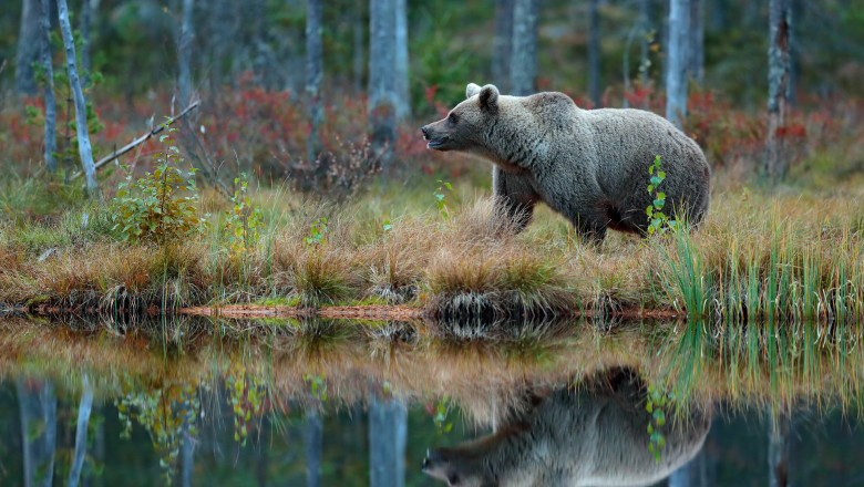 O turista de 18 ani din Iasi a murit inecata in Lacul Frumoasa, Harghita, dupa ce a fugit speriata de un urs Imagine
