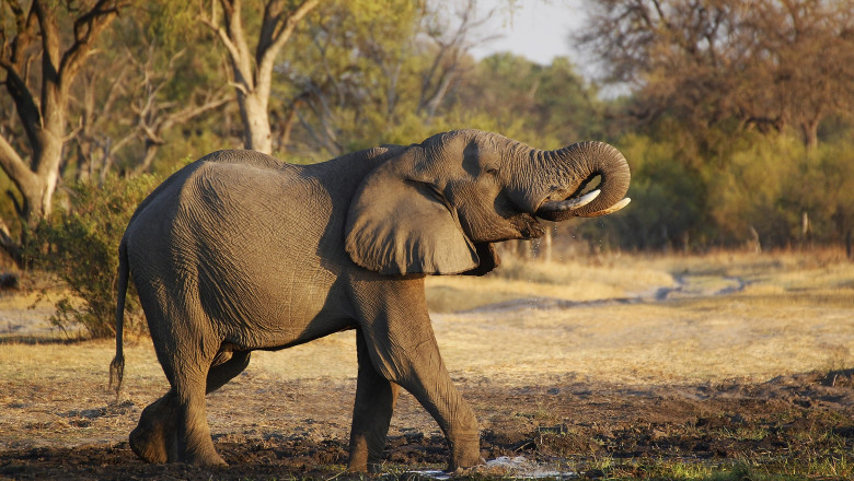 O turma de elefanti care a evadat dintr-un parc national a ucis doi oameni in Uganda Imagine