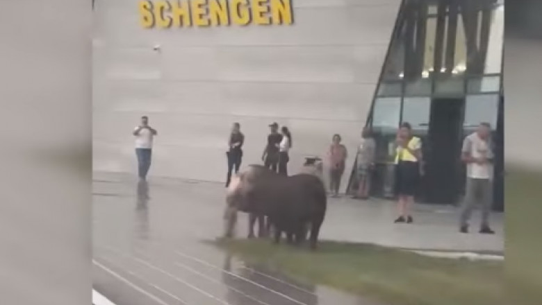 O turma de porci a iesit la pascut in fata Terminalului Schengen de la Aeroportul Timisoara Imagine