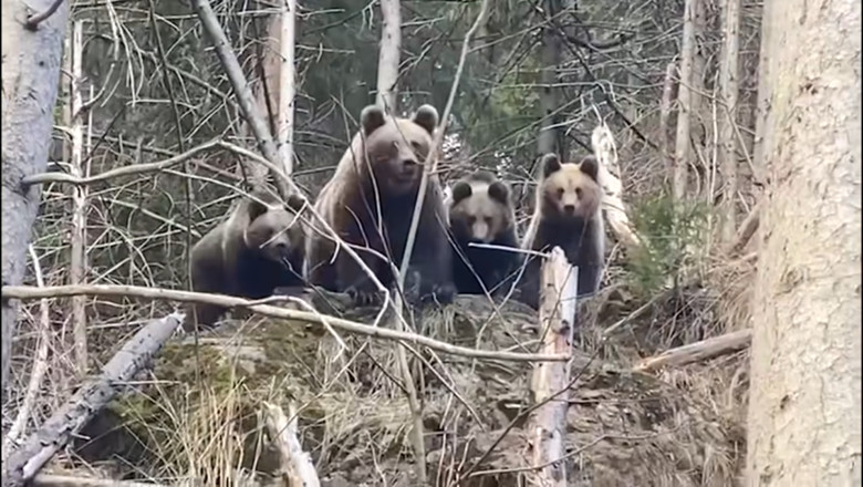 O ursoaica cu doi pui a fost vazuta intr-o comuna din judetul Neamt. A fost emis un mesaj Ro-Alert Imagine