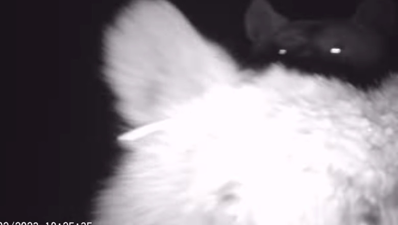 O ursoaica cu patru pui a descoperit camera Romsilva din Parcul National Cheile Bicazului Imagine