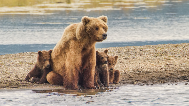 O ursoaica cu trei pui a intrat intr-o unitate militara din Miercurea Ciuc. Militarii au alungat animalele cu petarde Imagine