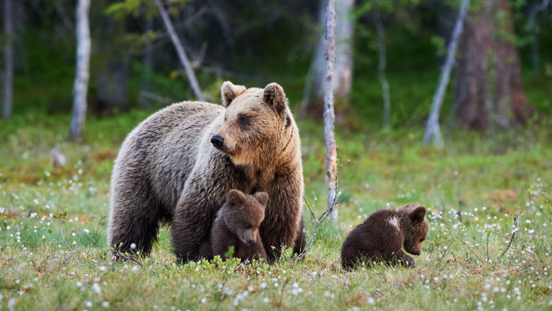 O ursoaica si doi pui, care au bagat spaima in turistii din Poiana Brasov, prinsi si relocati. „Va dati seama ca sunt mult mai multi” Imagine