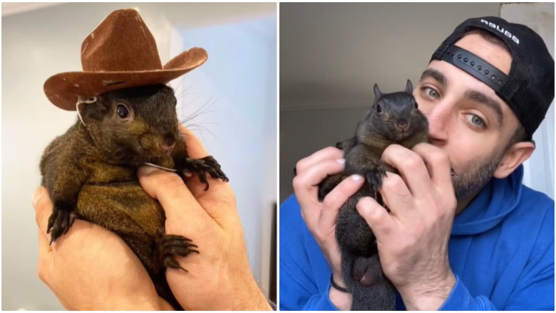 O veverita faimoasa pe Instagram si TikTok a fost confiscata de autoritatile statului New York de la cel care a facut-o vedeta  Imagine