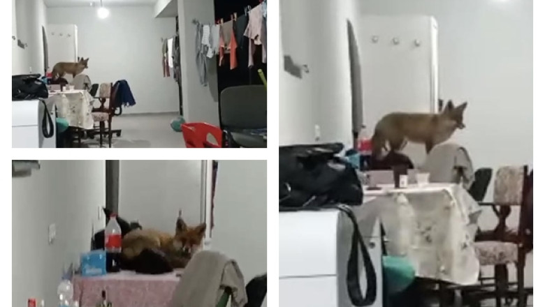 O vulpe si-a facut culcus pe terasa unei familii din Jibou. Oamenii au cerut ajutorul autoritatilor Imagine