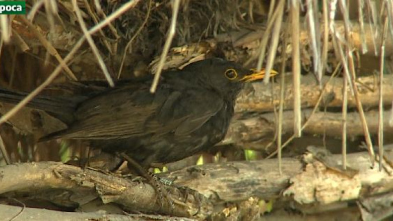 O zi cu pasari la Muzeul Satului Imagine