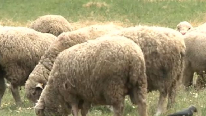 Oaia-minune de la Constanta. Mieii noii rase cresc intr-o zi cat altii in doua Imagine