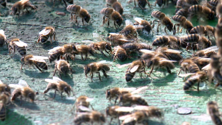 Oameni atacati de albine la Vaslui. 7 persoane au ajuns la spital  Imagine