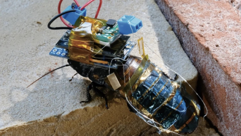 Oamenii de stiinta au creat gandaci-cyborg controlati de la distanta care vor ajuta la salvarea victimelor dezastrelor naturale Imagine