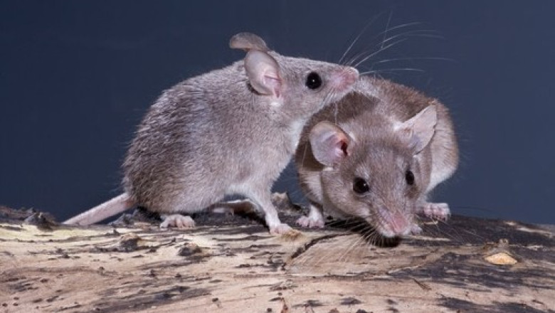 Oamenii de stiinta au creat soareci cu doi tati, dupa ce au obtinut ovule din celule masculine Imagine
