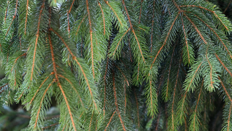 Oamenii de stiinta au descoperit mici particule de aur in acele de molid. Care este explicatia cercetatorilor pentru fenomenul inedit Imagine