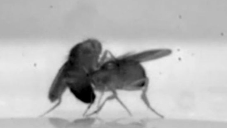 Oamenii de stiinta au descoperit originile agresivitatii masculine Imagine