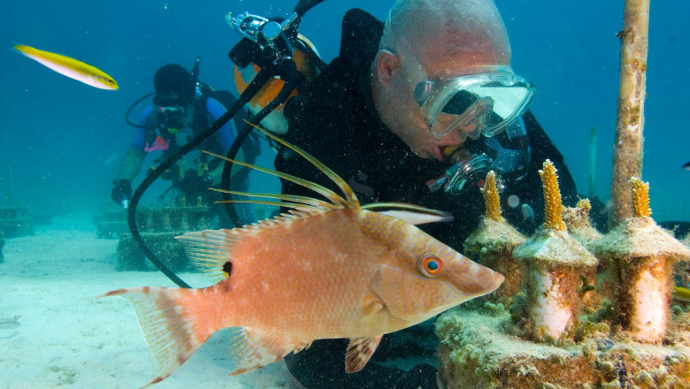 Oamenii de stiinta au descoperit un peste care „vede” cu pielea, „chiar si dupa ce moare” Imagine