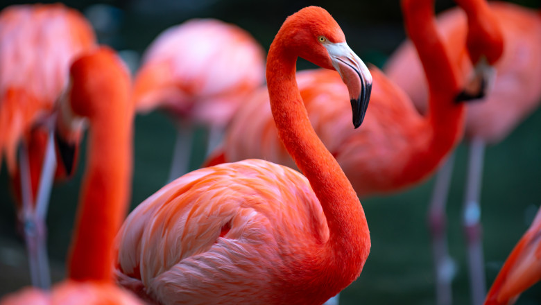 Oamenii de stiinta din Chile monitorizeaza flamingo prin satelit, in scopul protejarii populatiei in declin Imagine