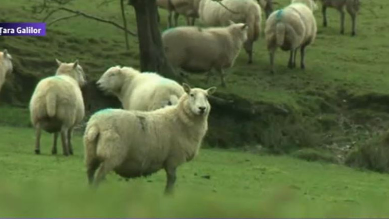 Oamenii de stiinta din Tara Galilor vor sa conecteze oile la internet Imagine