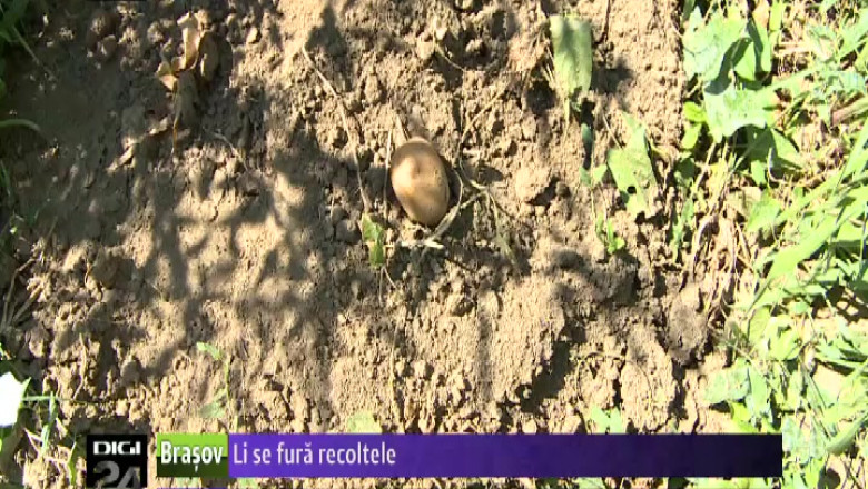 Oamenii din Valcele sunt disperati din cauza hotilor care le fura recoltele Imagine