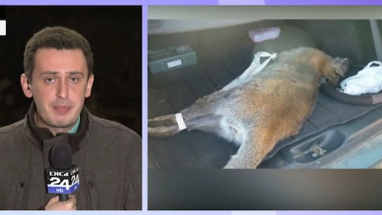 Oaspete neasteptat in gara din Arad: un... cangur. Animalul a fost prins, insa a murit! Imagine