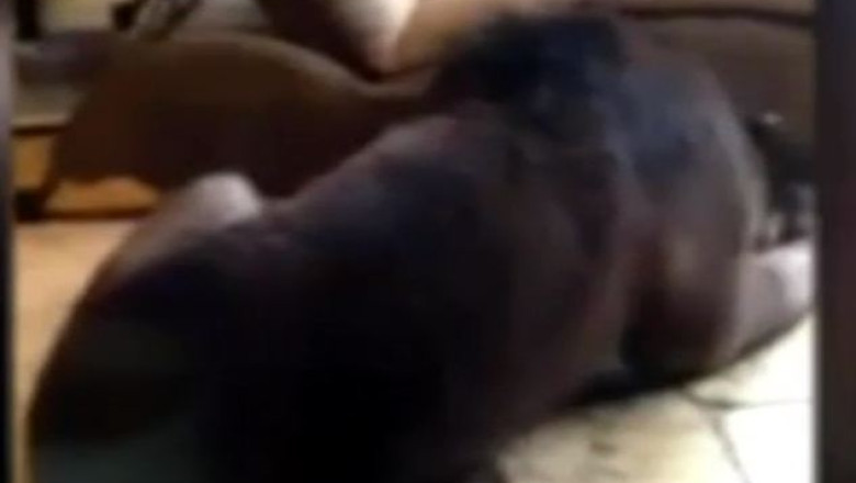 Oaspete nepoftit. Un urs a patruns in casa unor americani pentru a dormi Imagine