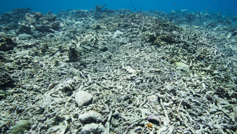 Oceanele fierb. Temperatura apei in zona Florida a trecut de 38 de grade: Se simte ca intr-o cada cu hidromasaj Imagine