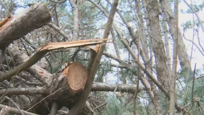 Ocna Mures. Padure taiata, pericol de alunecari de teren Imagine