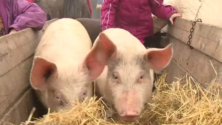 Oferta bogata de Craciun in targurile de animale Imagine