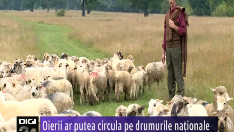 Oierii ar putea circula pe drumurile nationale Imagine