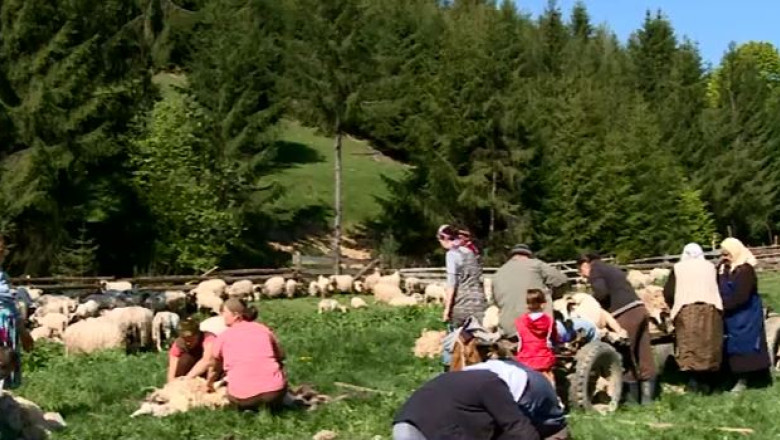 Oile, interzise la ele acasa Imagine