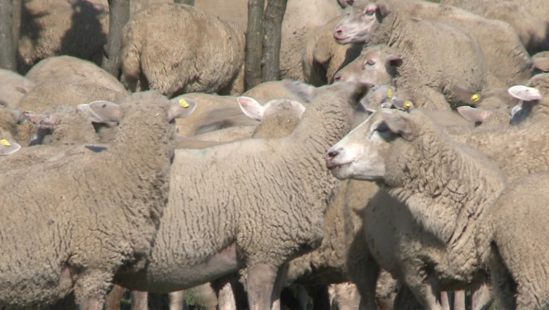 Oile noastre, favorite pentru piata UE. Romania ar putea deveni lider european in exportul de carne de oaie Imagine